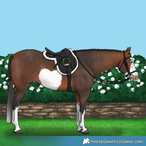 Horse Color:Bay Splash Frame Rabicano 