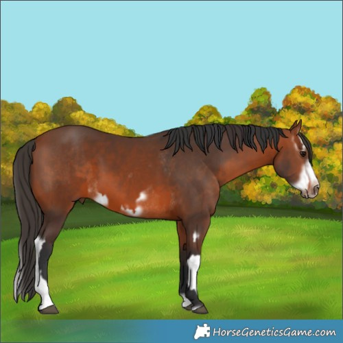 Horse Color:Bay Splash Frame Rabicano and Bay Splash Frame Rabicano