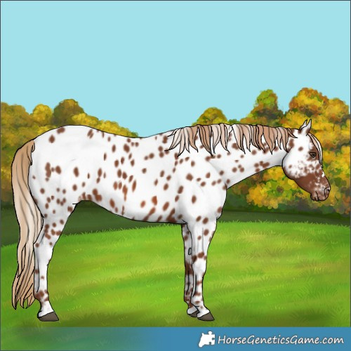 Horse Color:Chestnut Appaloosa 