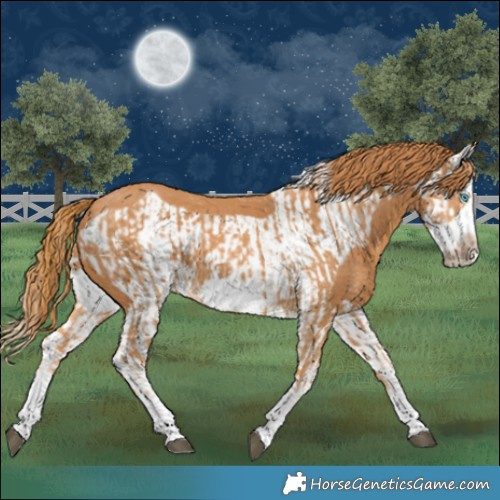 Horse Color:Chestnut Splash Frame  and Chestnut Splash Frame 