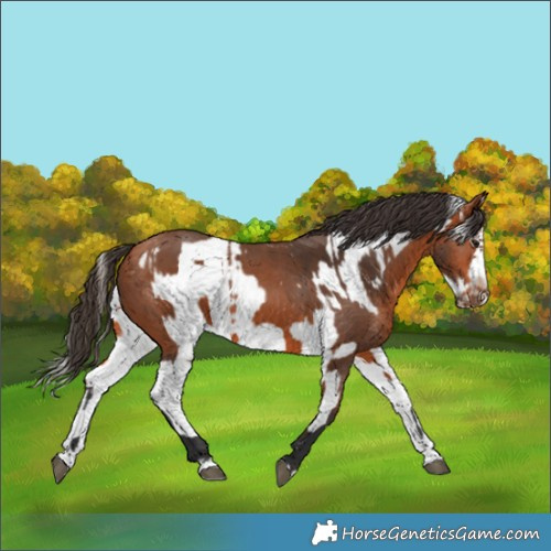 Horse Color:Bay Splash Frame  and Bay Splash Frame 
