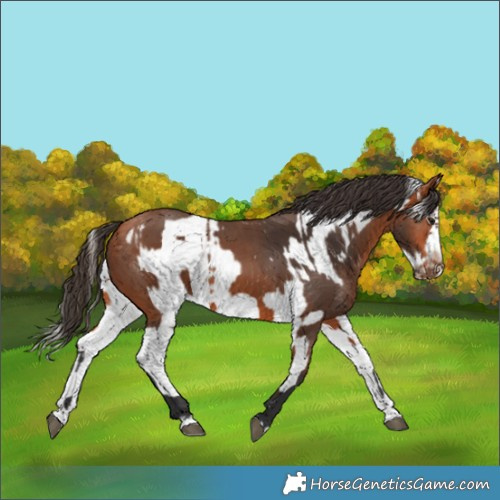 Horse Color:Bay Splash Frame  and Bay Splash Frame 