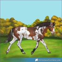 Horse Color:Bay Splash Frame  and Bay Splash Frame 