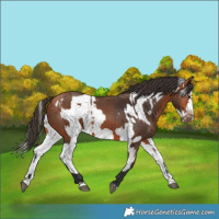 Horse Color:Bay Splash Frame  and Bay Splash Frame 