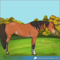 Horse Color:Bay and Bay