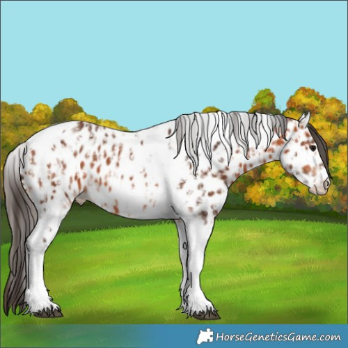 Horse Color:Bay Tobiano Frame Appaloosa  and Bay Tobiano Frame Appaloosa 