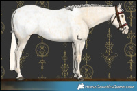 Horse Color:Palomino Dun Blanket  and Cremello Dun Blanket 