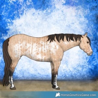 Horse Color:Bay Dun Frame  and Bay Dun Frame 