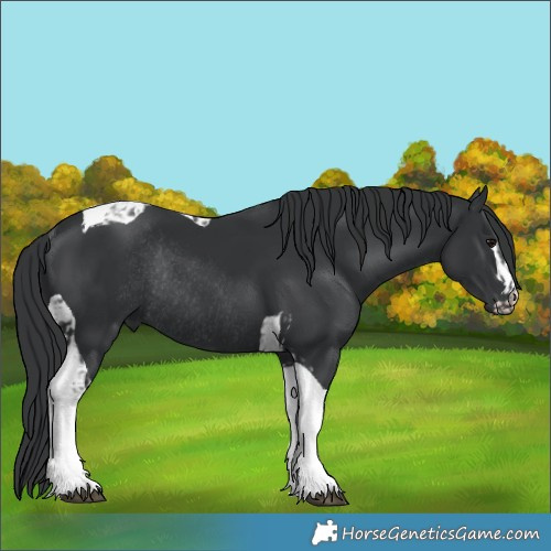 Horse Color:Black Tobiano Rabicano  and Black Tobiano Rabicano 