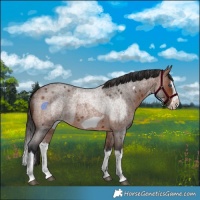 Horse Color:Brown Roan Splash and Brown Roan Splash Frame