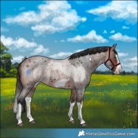 Horse Color:Brown Roan Splash  and Brown Roan Splash Frame 