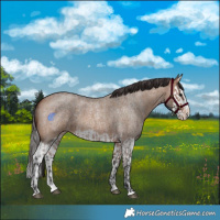 Horse Color:Bay Roan Splash  and Bay Roan Dun Splash 