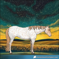 Horse Color:Red Roan Near Leopard  and Red Roan Near Leopard 