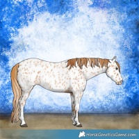 Horse Color:Red Roan Appaloosa  and Red Roan Appaloosa Rabicano 