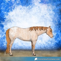 Horse Color:Red Roan Appaloosa  and Red Roan Appaloosa 