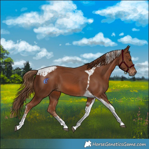 Horse Color:Chestnut Tobiano  and Chestnut Tobiano 