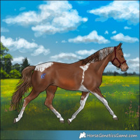 Horse Color:Chestnut Tobiano and Chestnut Tobiano