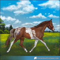 Horse Color:Chestnut Tobiano  and Chestnut Tobiano 