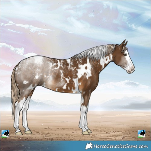 Horse Color:Powder White White Spotted Chocolate Palomino Splash 