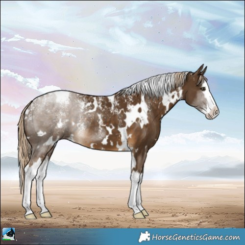 Horse Color:Powder White White Spotted Chocolate Palomino Splash 