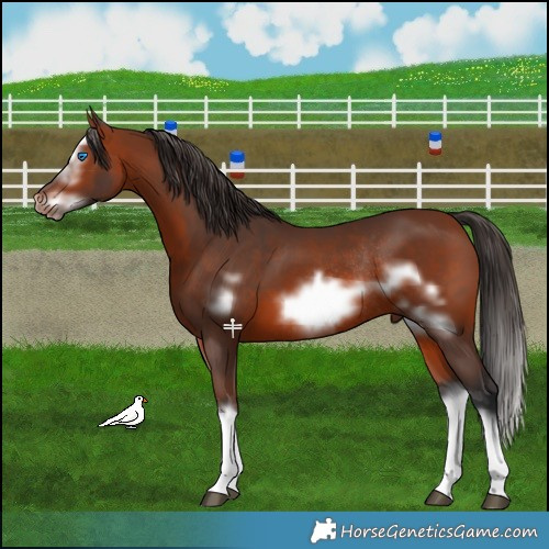 Horse Color:Bay Splash Frame Rabicano 