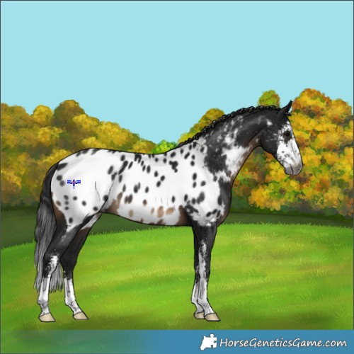 Horse Color:Gray Brown Sabino Near Leopard 