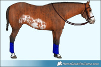 Horse Color:Bay Frame  and Bay Frame 