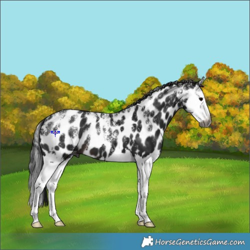 Horse Color:Powder White Gray Brown Splash Appaloosa 