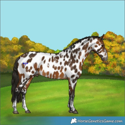 Horse Color:Powder White Gray Buckskin Appaloosa 