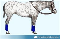 Horse Color:Grullo Appaloosa  and Grullo Appaloosa 