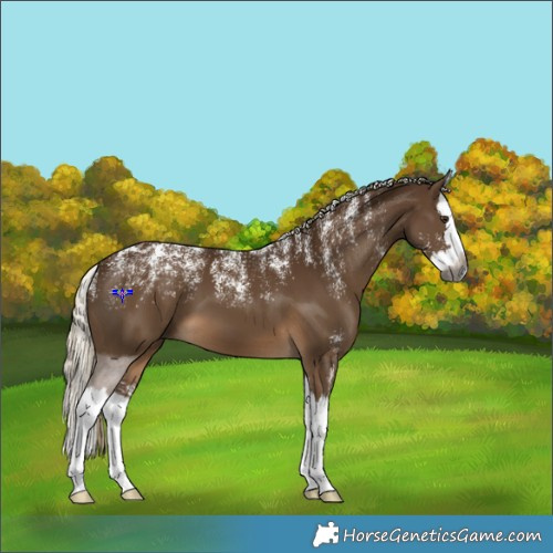 Horse Color:Powder White Gray Chocolate Palomino Splash 