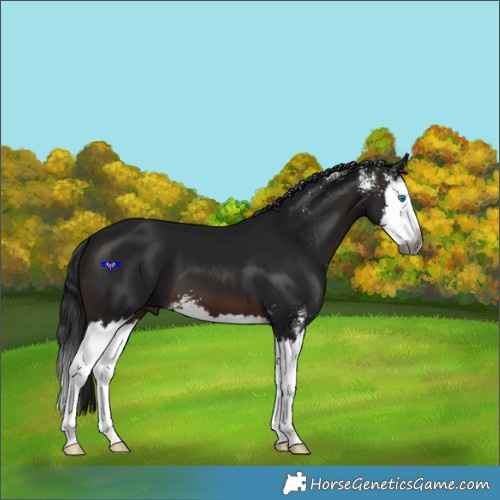 Horse Color:Gray Brown Sabino Splash 