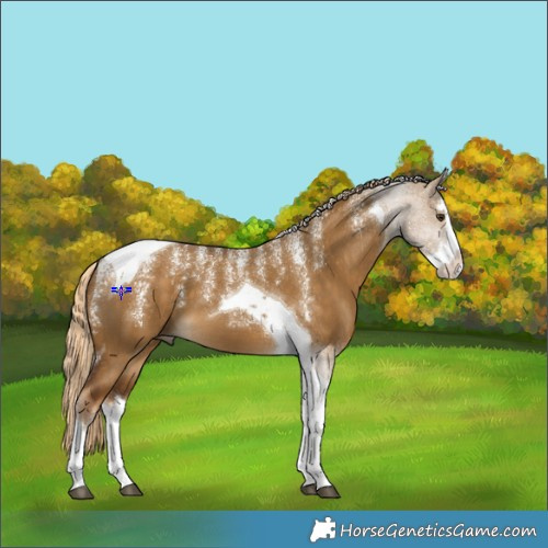Horse Color:Powder White Chocolate Palomino Dun Splash Tobiano 