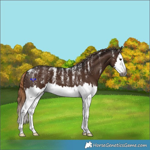 Horse Color:Powder White Gray Liver Chestnut Splash Appaloosa 
