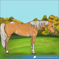 Horse Color:Silver Buckskin  and Silver Buckskin Tobiano 