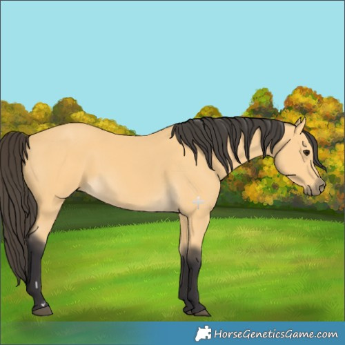 Horse Color:Buckskin 