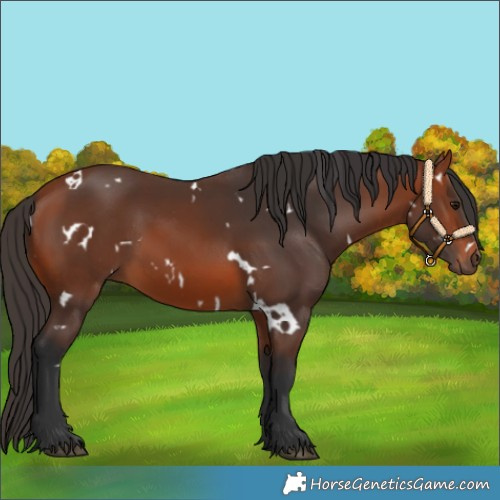 Horse Color:White Spotted Bay Rabicano 