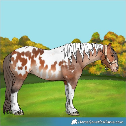 Horse Color:Bay Tobiano Appaloosa 