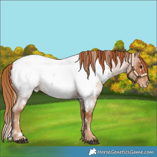 Horse Color:White Spotted Red Roan Appaloosa 