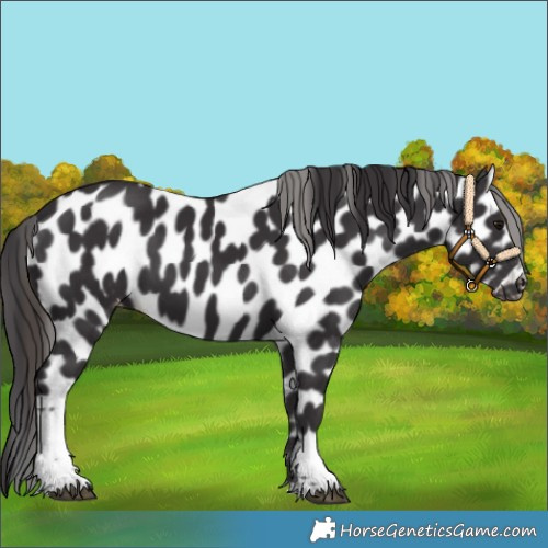 Horse Color:Smoky Black Tobiano Appaloosa 