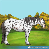 Horse Color:Bay Tobiano Near Leopard 