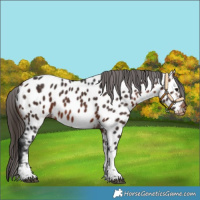 Horse Color:Bay Tobiano Near Leopard