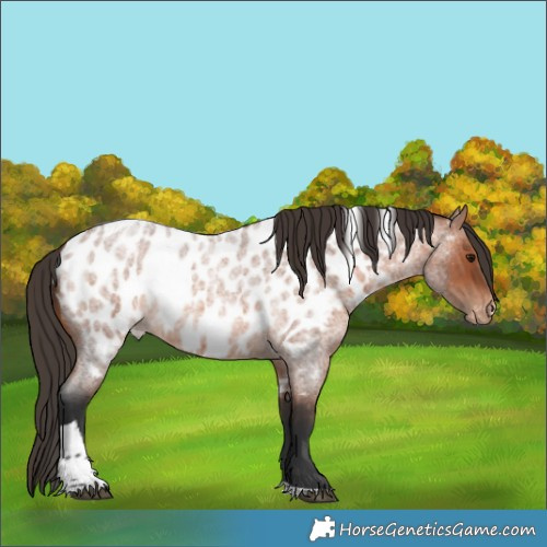 Horse Color:Bay Roan Tobiano Appaloosa 
