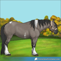 Horse Color:Grullo Sabino Tobiano Rabicano