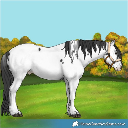 Horse Color:Black Tobiano Appaloosa 