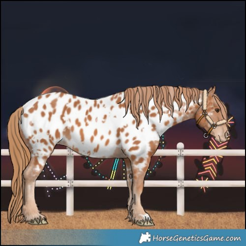 Horse Color:White Spotted Chestnut Near Leopard