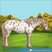 Horse Color:White Spotted Chestnut Appaloosa 
