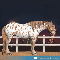 Horse Color:White Spotted Chestnut Near Leopard 