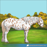Horse Color:White Spotted Chestnut Near Leopard 