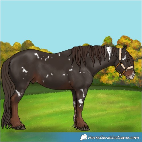 Horse Color:White Spotted Liver Chestnut Sabino 
